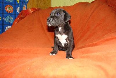 Faroh Bocca Dtigre