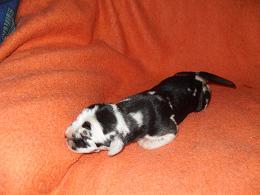 Fillippo Bocca Dtigre