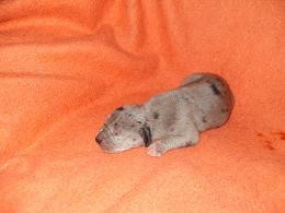 Ferdi Bocca Dtigre