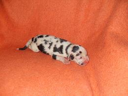 Felissa-emmi Bocca D�tigre