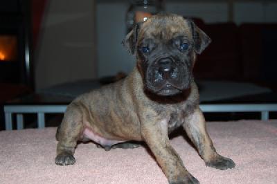 Jemiro Vom Teuchelwald