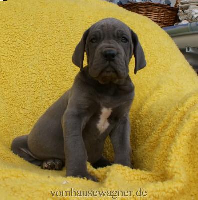 Ipso Vom Hause Wagner