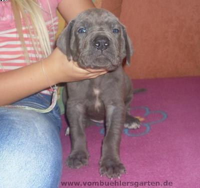 Andy Vom Bhlers Garten