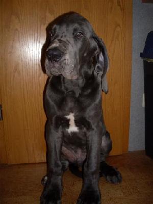 Ch Aramis Vom Bhlers Garten