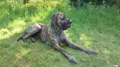 Apollo Von Der Lullusglocke