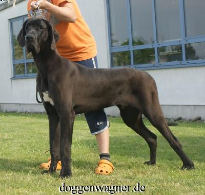 Amor Vom Wernerseck