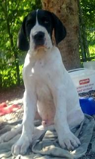 Eldin Beaux Chiens