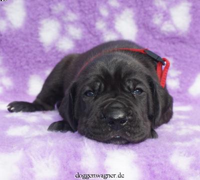 Xerox Vom Hause Wagner