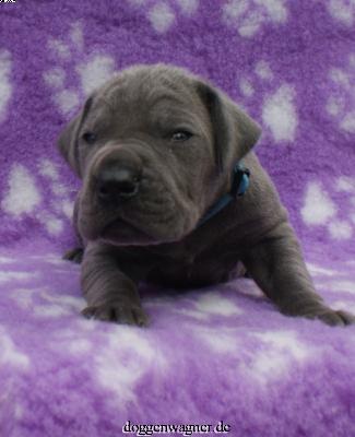 X-box Vom Hause Wagner