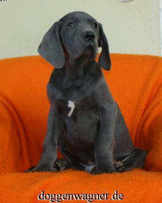 Zetnik vom Hause Wagner