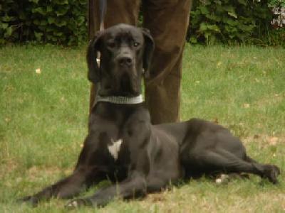 Black Jack Vom Mephisto