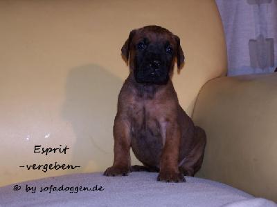 Esprit Vom Hause Kaufmann