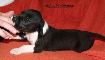 Bijou La Crianza