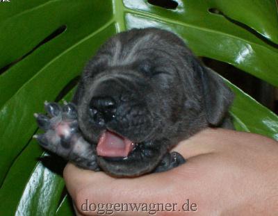 Graf Gregor Vom Hause Wagner