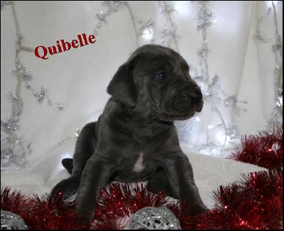 Quibelle Von Blue Ground