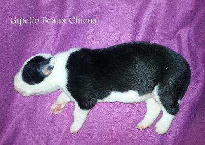 Gipetto Beaux Chiens