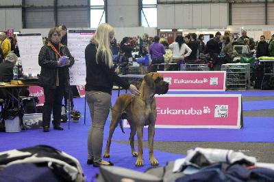 Ch Titan vom Hause Rawert