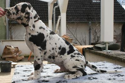Butch vom Hause Rsch