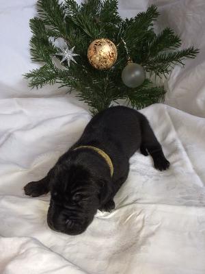 Animaro vom Altmhlerhof