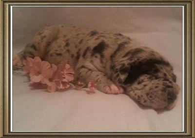 Hanno Beaux Chiens