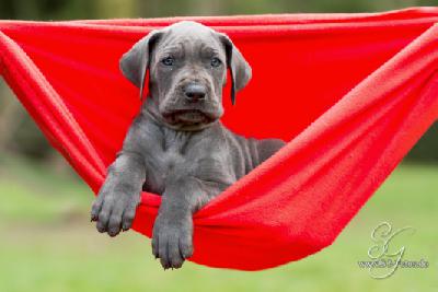 Lady Blue von der Wolfshhle