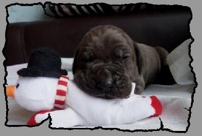 Lalelu von der Wolfshhle