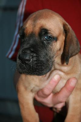 Junior von Nonius