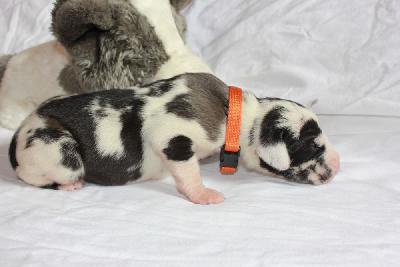 Xantos-Dios vom Hause Rawert