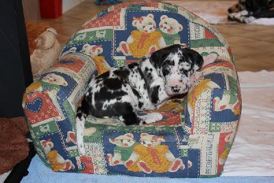 Xandro-Balou vom Hause Rawert