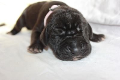 Xenia vom Hause Rawert