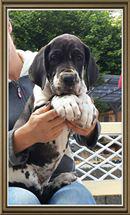 Qwonny Von Schlesien