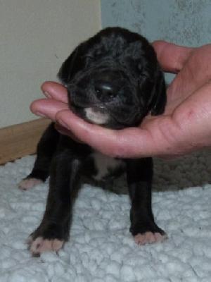 Nugat von der Wolfsh�hle