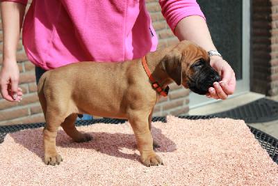 Yukon vom Hause Rawert