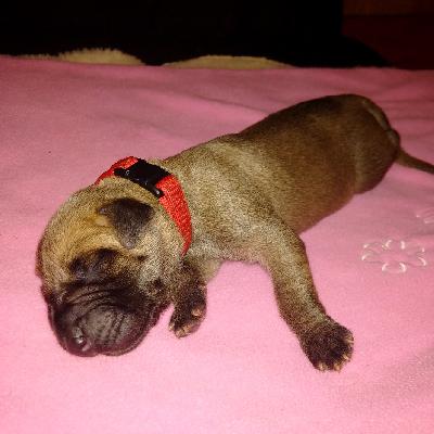 Ch Brave of Sweet Giants