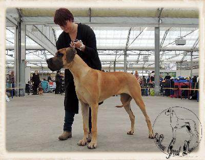 Ch Brave of Sweet Giants