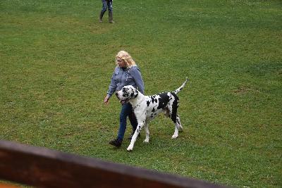 Ch Lee vun den Schmussidogs