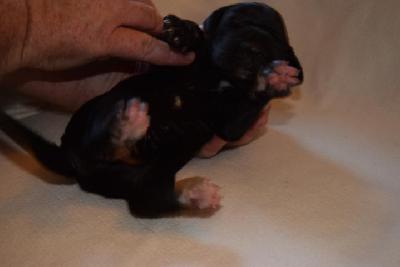 Evita Vom Hause Altmann