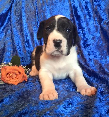 Imperal Beaux Chiens