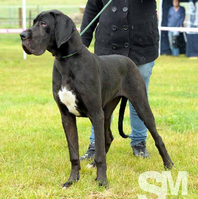 I-Lea Beaux Chiens