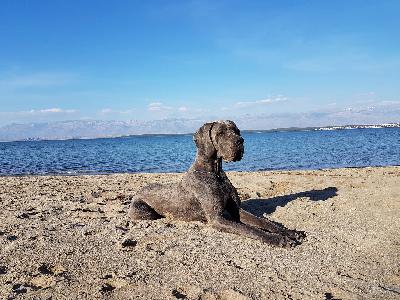 Burgfrulein Lotte Vom Hause Wagner