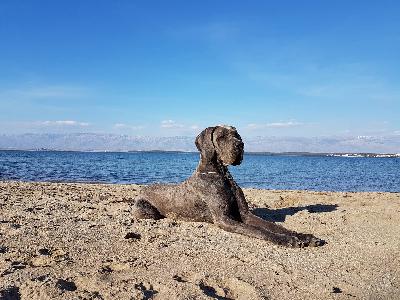 Burgfrulein Lotte Vom Hause Wagner
