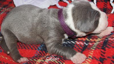 Casper vom Elfenbaum