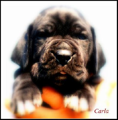 Carla Vom Ganschower Land