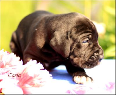 Carla Vom Ganschower Land