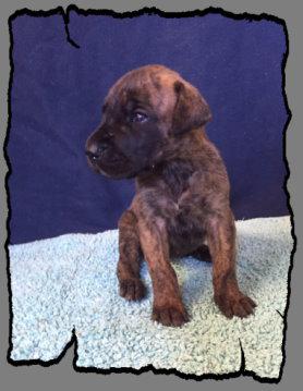 Ch Renegade VON DER WOLFSHHLE