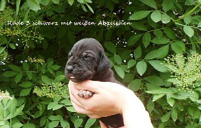 Wizzard Vom Waldfrieden
