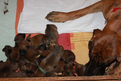 Fritzi vom Hause Rawert