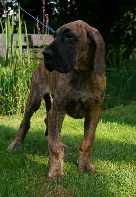 Goethes junior Ex Umbra In Solem