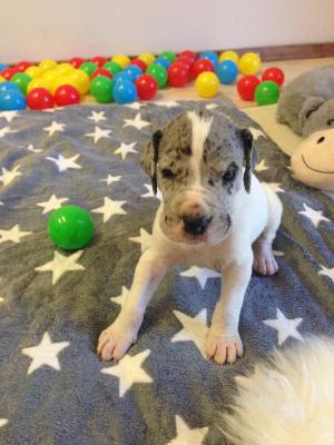 Ansgar von Glanz und Gloria