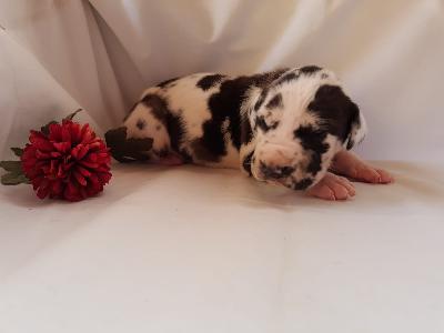 Urban-Chaos Von Schlesien